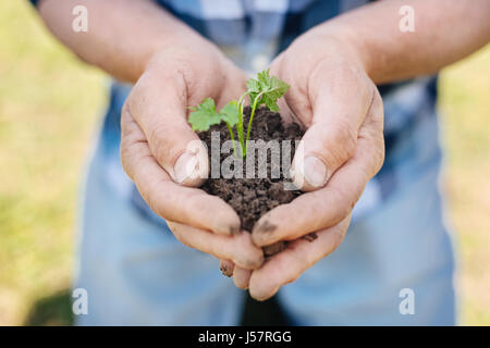 I giardinieri di mani pila di terreno con impianto Foto Stock