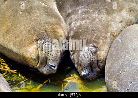 Northern guarnizione di elefante Foto Stock