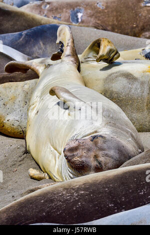 Northern guarnizione di elefante Foto Stock