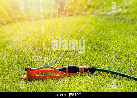 Prato asportazione delle ovaie sprinkler acqua su erba verde sistema di irrigazione Foto Stock