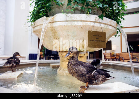 Orlando Florida,International Drive,The Peabody Orlando,hotel,Duck March,lobby,tradizione,mallardo,animale,uccello,mascotte,fontana,FL080824015 Foto Stock