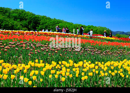 Campo di tulipani a Echigo Hillside Park Nagaoka città Niigata Giappone Foto Stock