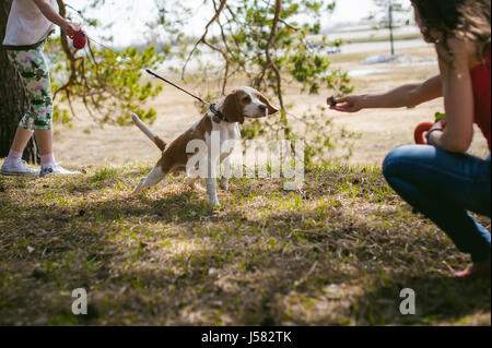 I giovani animali di razze di cani beagle passeggiate nel parco all'aperto. La ragazza cammina con cautela il cucciolo al guinzaglio, gioca e treni con lui Foto Stock