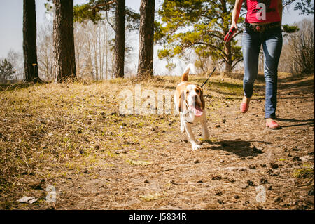 I giovani animali di razze di cani beagle passeggiate nel parco all'aperto. La ragazza cammina con cautela il cucciolo al guinzaglio, gioca e insegna, corre attorno con lui Foto Stock