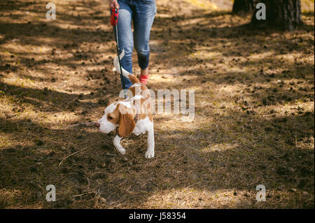 I giovani animali di razze di cani beagle passeggiate nel parco all'aperto. La ragazza cammina con cautela il cucciolo al guinzaglio, gioca e insegna, corre attorno con lui Foto Stock