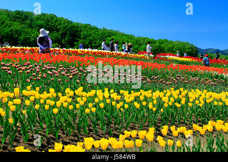 Campo di tulipani a Echigo Hillside Park Nagaoka città Niigata Giappone Foto Stock