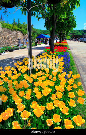 Il marciapiede Tulip letto a Echigo Hillside Park Nagaoka città Niigata Giappone Foto Stock