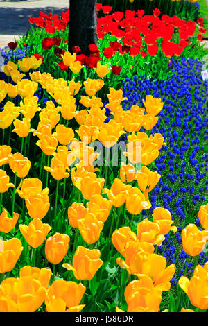 Il marciapiede Tulip letto a Echigo Hillside Park Nagaoka città Niigata Giappone Foto Stock