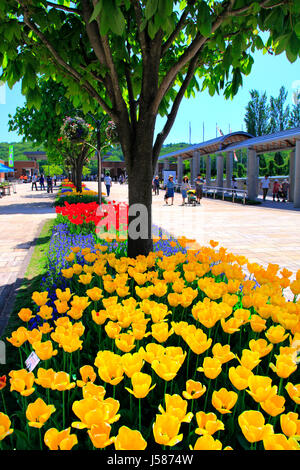 Il marciapiede Tulip letto a Echigo Hillside Park Nagaoka città Niigata Giappone Foto Stock