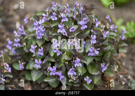 Cluster di Viola labradorica fiori in piena fioritura cane alpino violetta, Alpine violetta, american dog violetta, cane violetta, Labrador viola Foto Stock