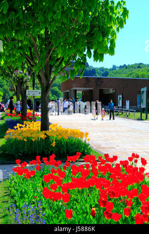 Il marciapiede Tulip letto a Echigo Hillside Park Nagaoka città Niigata Giappone Foto Stock