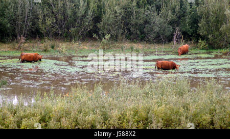 Dune Guadalupe-Nipomo, CALIFORNIA, STATI UNITI - Ott 8, 2014: bovini o vacca su una mattinata nebbiosa, moor marsh in CA lungo la strada n. 1, STATI UNITI D'AMERICA Foto Stock