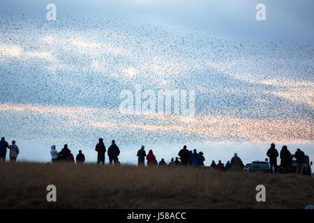 Murmerating branchi di storni di eseguire balets antenna come sorvolare la loro posatoio sito nelle vicinanze di Sunbiggin Tarn in Cumbria, nel Regno Unito. Foto Stock