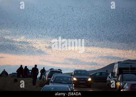 Murmerating branchi di storni di eseguire balets antenna come sorvolare la loro posatoio sito nelle vicinanze di Sunbiggin Tarn in Cumbria, nel Regno Unito. Foto Stock