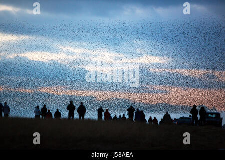 Murmerating branchi di storni di eseguire balets antenna come sorvolare la loro posatoio sito nelle vicinanze di Sunbiggin Tarn in Cumbria, nel Regno Unito. Foto Stock