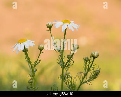 Senza profumo mayweed - Tripleurospermum inodorum Foto Stock