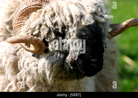 Libertà di lana di liberty mandria heath gregge di pecore Pecore (pl). pastore prato Foto Stock