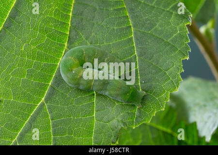 Gelbfleck-Waldschatteneule, Purpurglanzeule, Purpurglanz-Eule, Purpur-Glanzeule, Raupe frisst un Hasel, Euplexia lucipara, piccolo angolo sfumature, caterpi Foto Stock