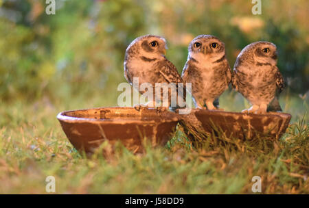 Sete Owlets Foto Stock