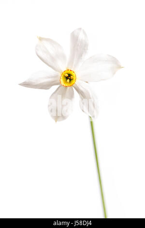 Narcisi selvatici. selvaggio fiore isolato su sfondo bianco. Foto Stock