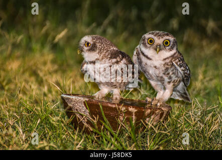 Thristy Owlets nella notte Foto Stock