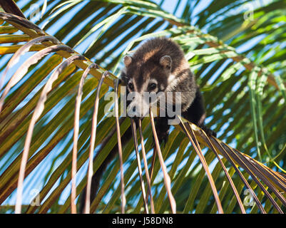 Femmina bianca coati dal naso bilanciato su un ramo di Palm Foto Stock