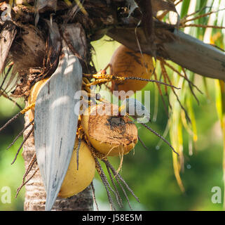 Hoffman woodpecker mangiare noce di cocco in un albero di palma Foto Stock