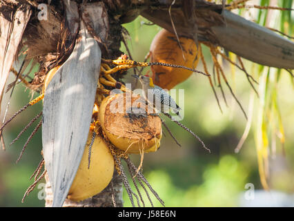 Hoffman picchio in udienza del noce di cocco in un albero di palma Foto Stock