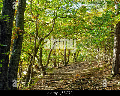 Tunnel di foglia a Firestone Copse, Isola di Wight Foto Stock