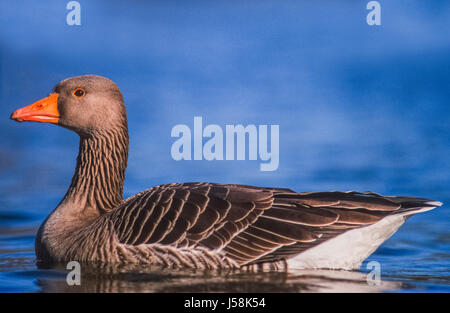 Oca Graylag, (Anser anser), sul lago, Regents Park, London, Regno Unito Foto Stock