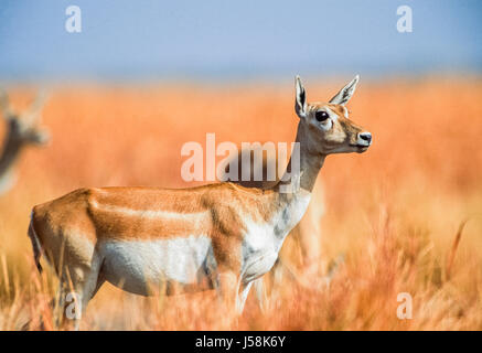 Blackbuck indiano, Antilope cervicapra, Blackbuck National Park, Velavadar, Gujarat, India Foto Stock