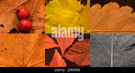 murale di autunno Foto Stock