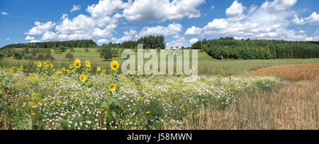 Prato di fiori con girasoli Foto Stock