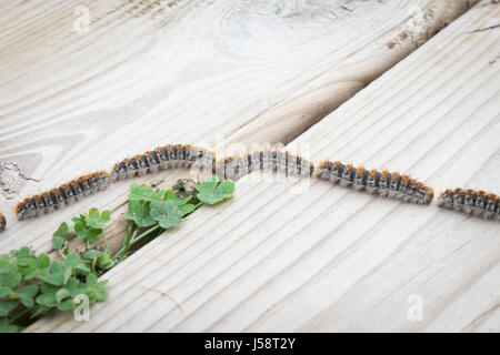 Pine processionary caterpillar (Thaumetopoea pityocampa). Foto Stock