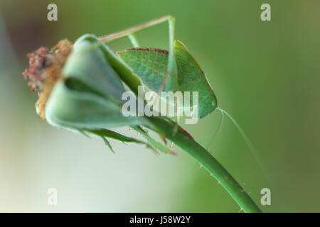 Maggiore angolo-wing katydid (Microcentrum rhombifolium) appollaiato su un gambo di rose Foto Stock