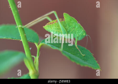 Maggiore angolo-wing katydid (Microcentrum rhombifolium) appollaiato su un gambo di rose Foto Stock