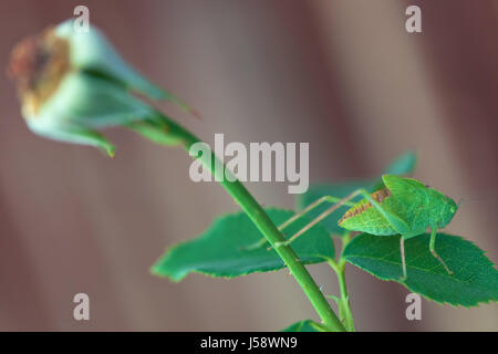 Maggiore angolo-wing katydid (Microcentrum rhombifolium) appollaiato su un gambo di rose Foto Stock