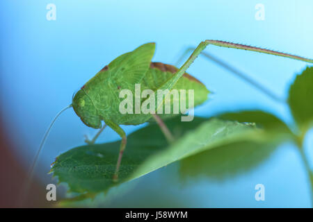 Maggiore angolo-wing katydid (Microcentrum rhombifolium) arroccato su una foglia di rose Foto Stock