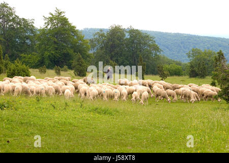 Allevamento di haze heath gregge di pecore Pecore (pl). pastore prato schnucken foresta Foto Stock