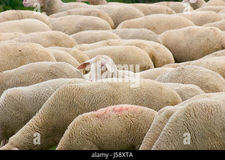 Mandria back heath gregge di pecore Pecore (pl) per dare uno scossone prato spina dorsale Foto Stock