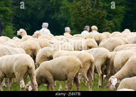 Gli anziani anziani anziani anziani anziani anziani Foto Stock