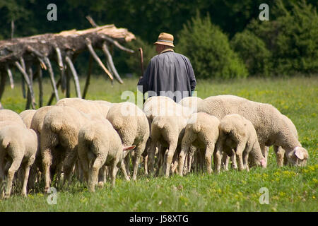 Pecore con pastore Foto Stock