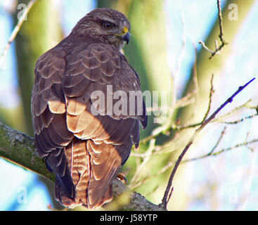 Curiosi uccelli rapaci raptor diffidenti poiana giovani giovani fiducia familiarità Foto Stock