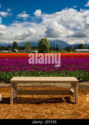 Un semplice banco di legno in primo piano con un vivace colorato campo di tulipani e sfondo rurale Foto Stock