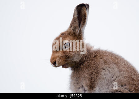 La Lepre Bianca, ottobre 2016 (Lepus timidus) Foto Stock