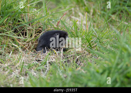 Nero acqua Fossorial Vole inserimenti testa fuori della sua tana Foto Stock