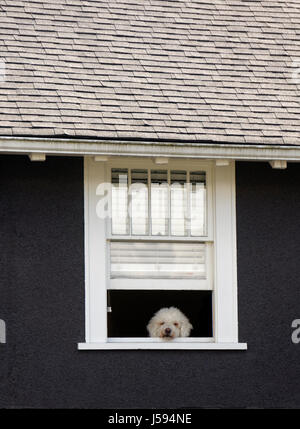 Annoiato-cercando shaggy cane bianco del peering al di fuori del piano di sopra la finestra aperta di una casa Foto Stock