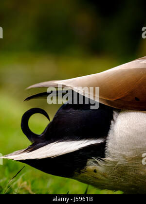 Gli scatti ravvicinati di le anatre bastarde ( Anas platyrhynchos) a inizio estate il sole in East Sussex. Foto Stock