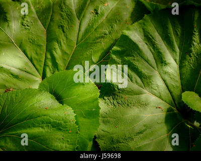 Fuki, butterbur, Petasites japonicus vicino ups e visioni più ampie in un giardino Sussex, Regno Unito Foto Stock