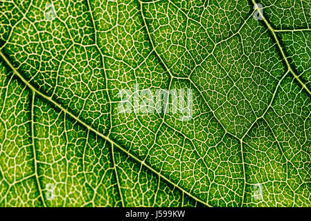 Foglia verde Texture con visibile Stomata che ricopre la superficie lo strato di epidermide Foto Stock